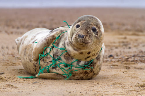 seal stuck in fish net on beach