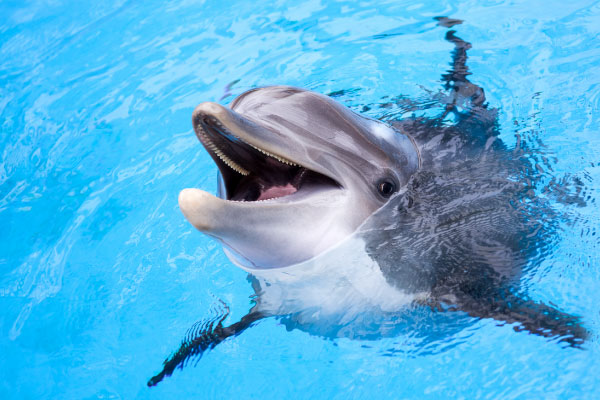 smiling dolphin