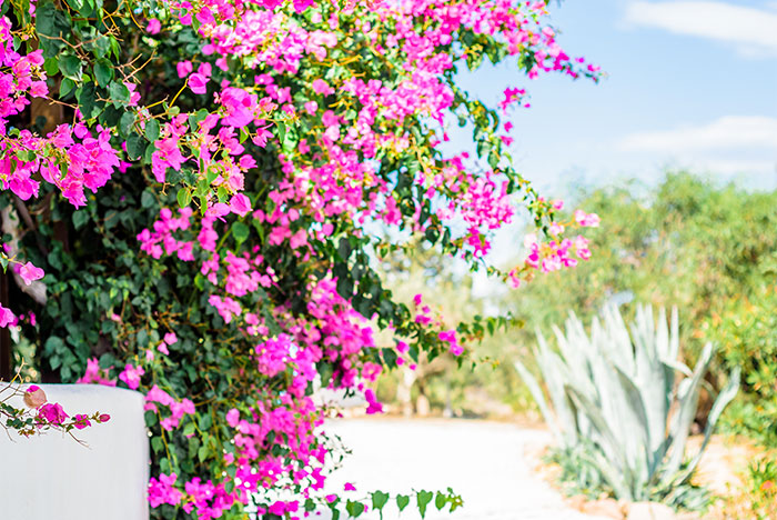 Pink flowers