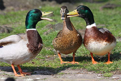 ducks at park