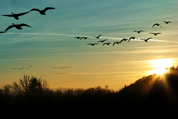 canada goose flying at sunset