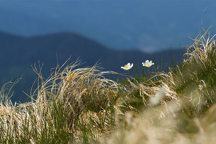 two flowers on field