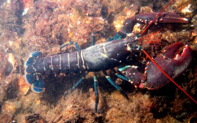 A monumental step towards a law in the UK that will protect crustaceans