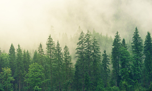 fog-3622519_1920