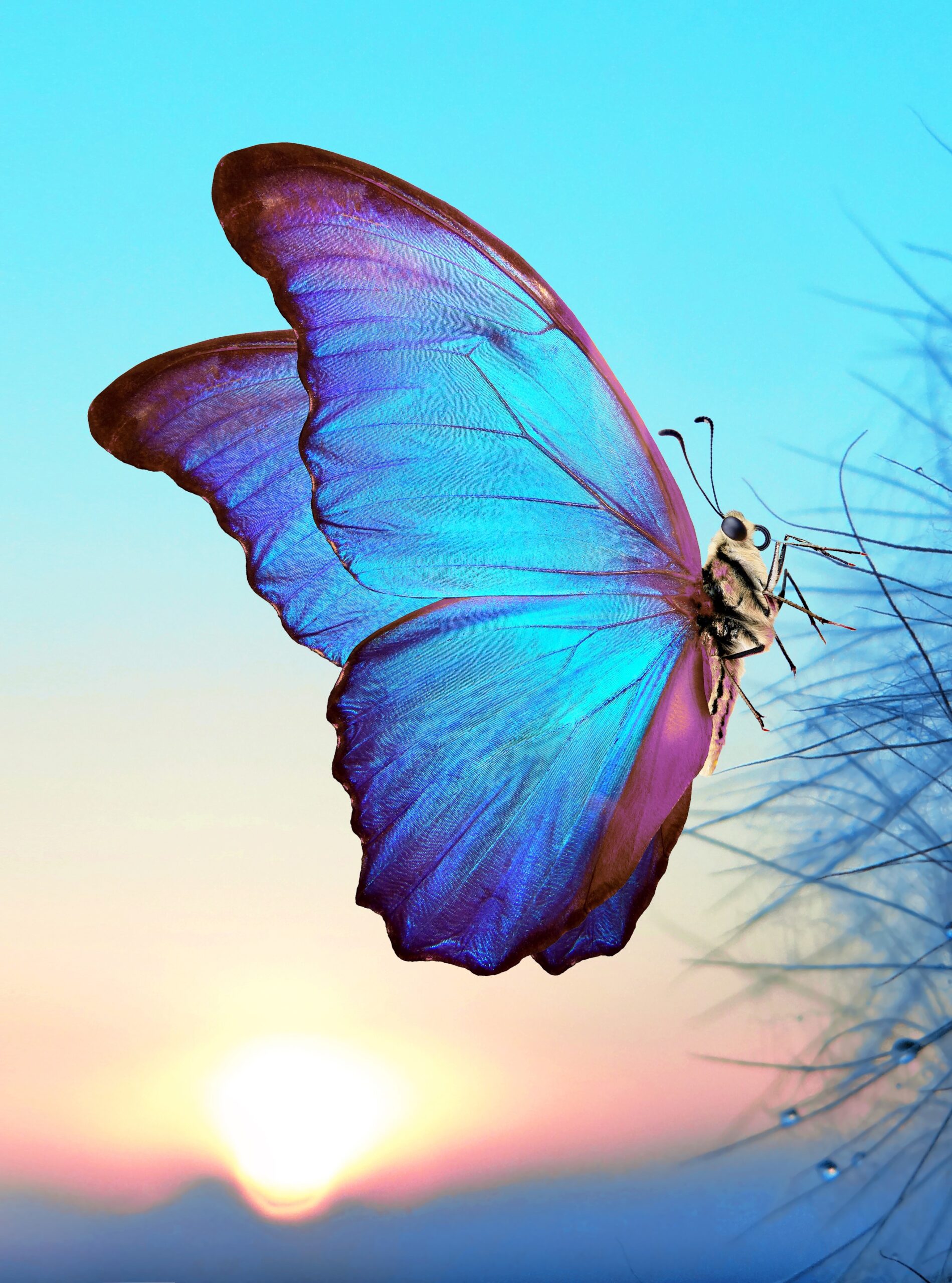 Natural,Pastel,Background.,Morpho,Butterfly,And,Dandelion.,Seeds,Of,A