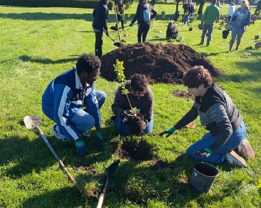 tree planting