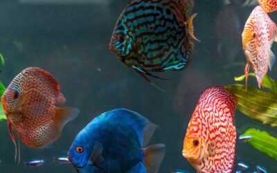 Biodiversity Loss
